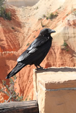 Explore Roadside Nature- Bryce Canyon NP Raven